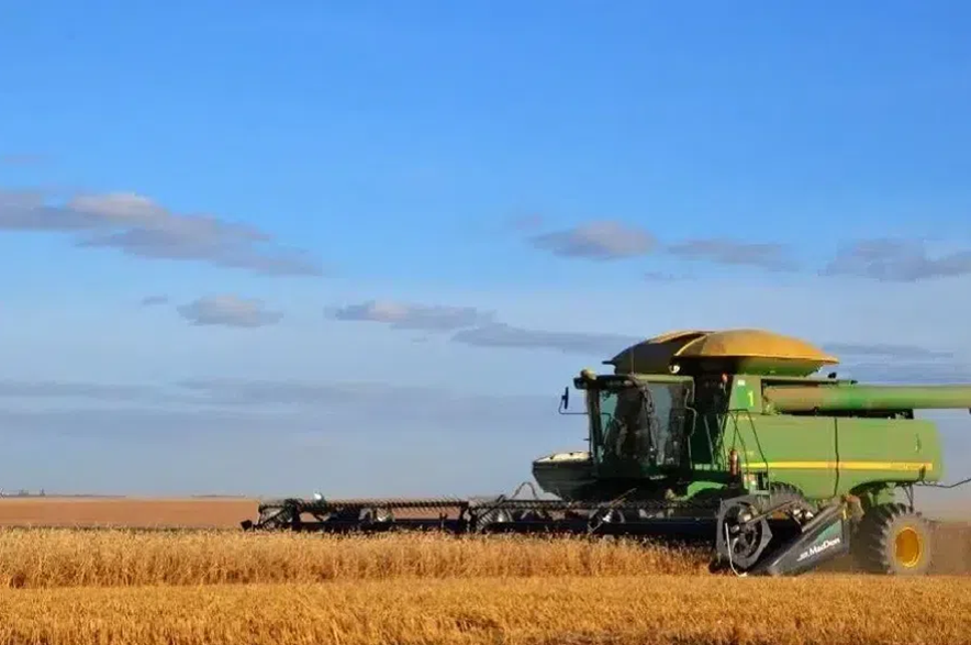 A combine works to harvest grain in a Saskatchewan field.