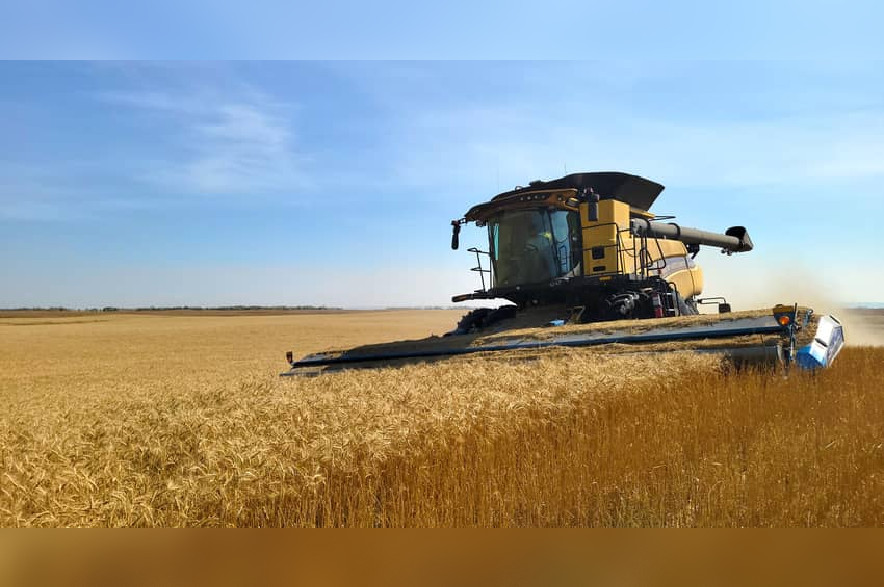 A combine harvesting in a farmer's field.