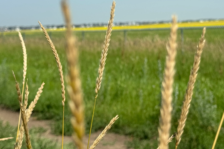 Wheat standing in a Saskatchewan farmer's field.