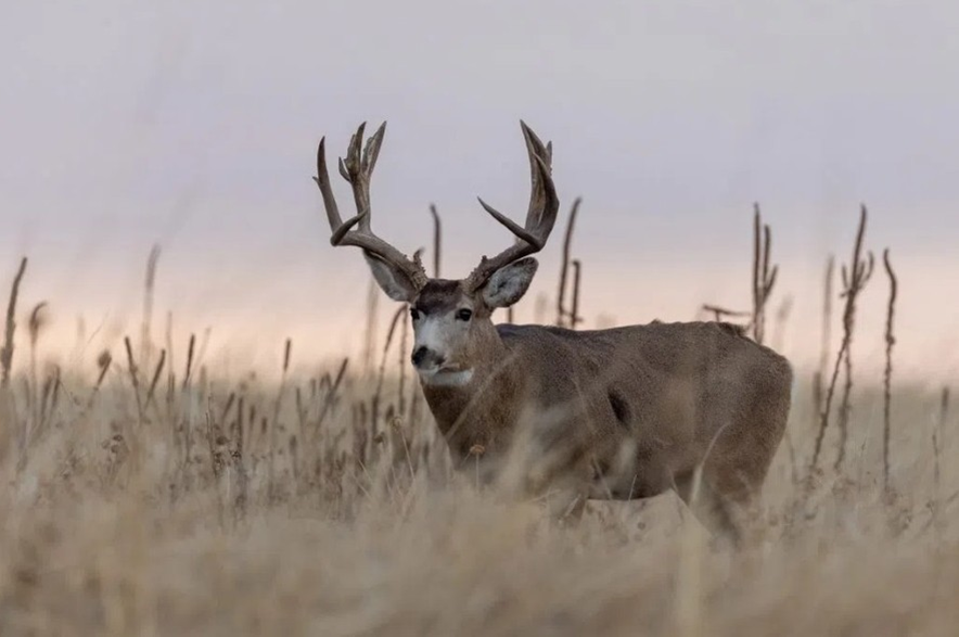 a buck mule deer during the fall rut in Colorado