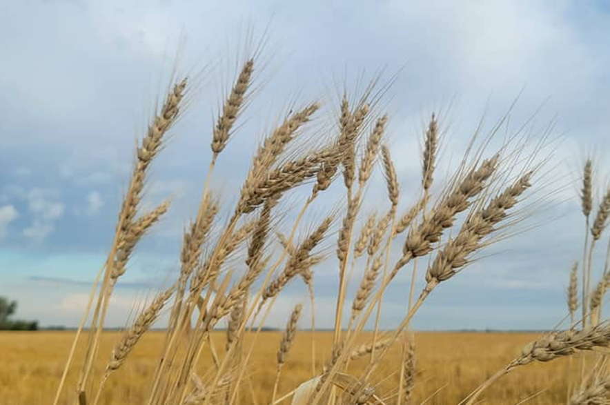 Wheat standing in a Saskatchewan farm field.