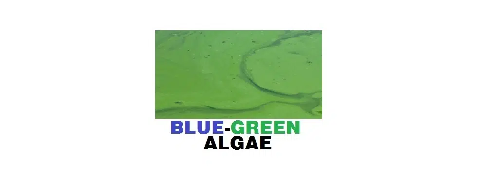 Blue-green algae advisories issued for Pigeon Lake and Haunted Lake