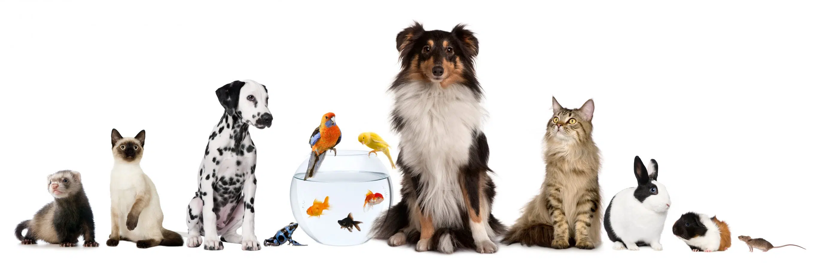 Town of Drayton Valley animal registry
