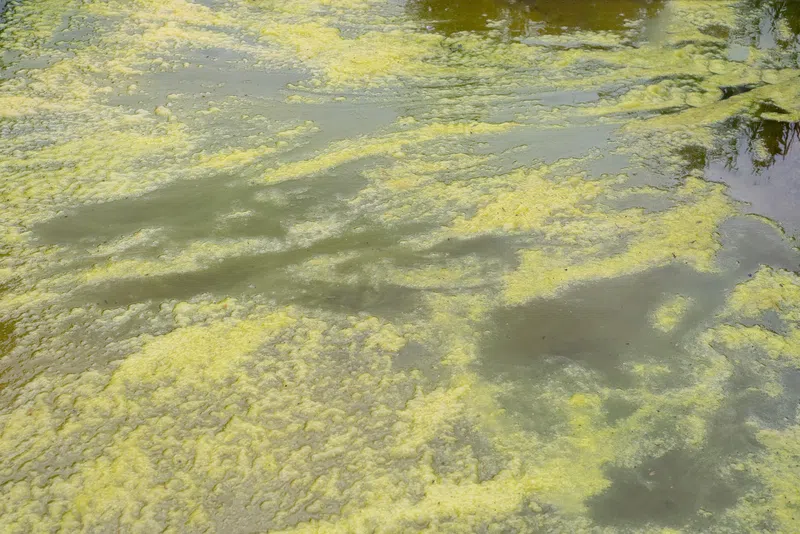 Blue-green algae advisory issued for Goose Lake in Woodlands County