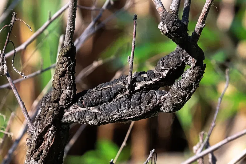 Village of Breton taking steps to remove Black Knot infestation