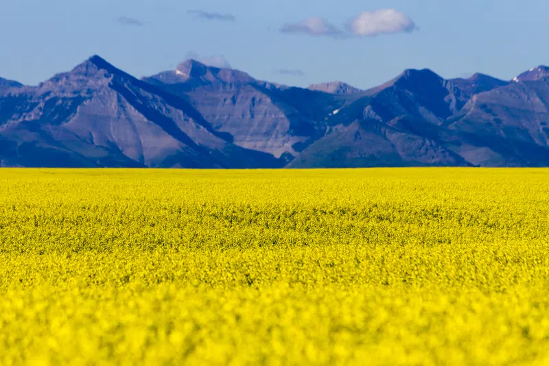 Agriculture Fieldman appointed by Brazeau County council