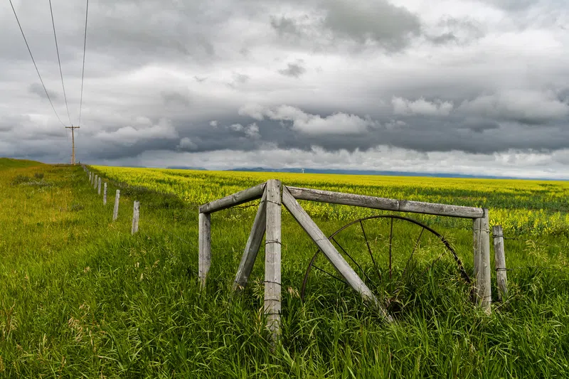 Alberta Crop Report: June 17, 2025