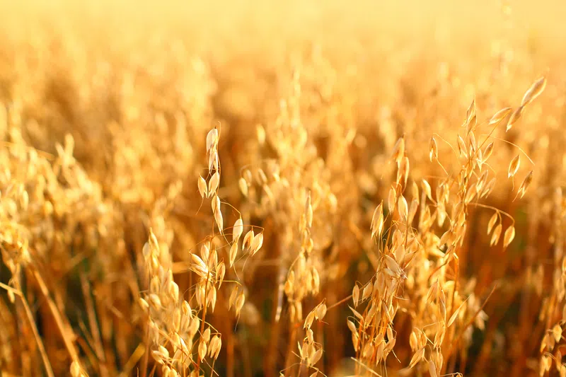 Alberta Crop Report: June 10, 2025