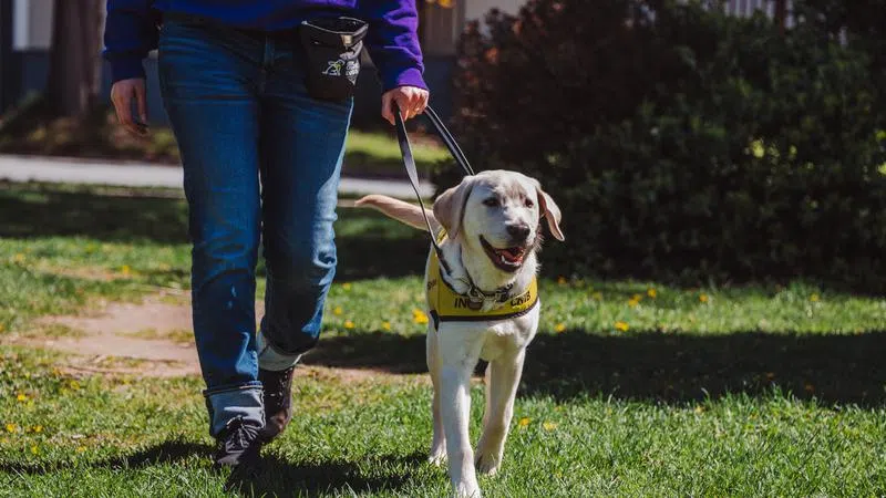 CNIB in need of volunteers to foster future service dogs across Canada