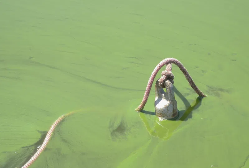 Blue-green algae advisory issued for waters of Lac Ste. Anne