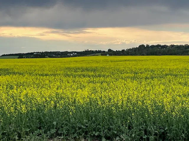 Alberta Crop Report: June 30, 2025