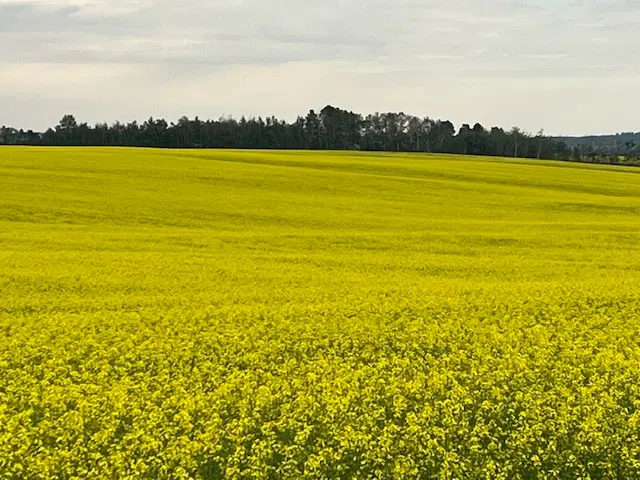 Alberta Crop Report: July 22, 2025