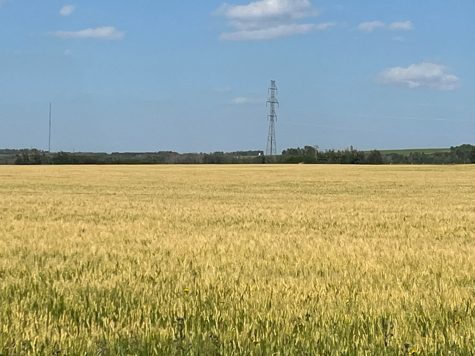 Alberta Crop Report: August 12, 2025
