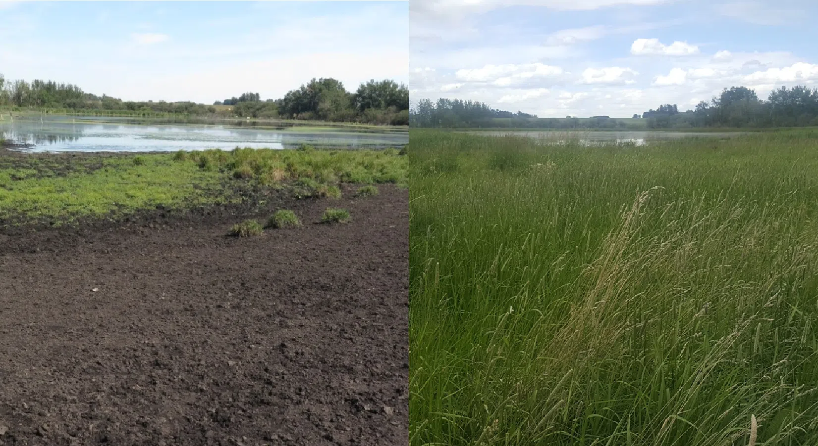 Alberta farmers see environmental gains through ALUS support program