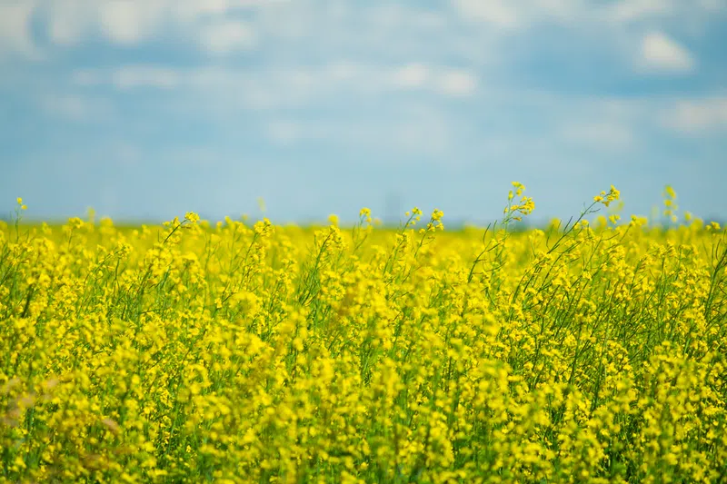 Alberta Crop Report: Sept. 23, 2025