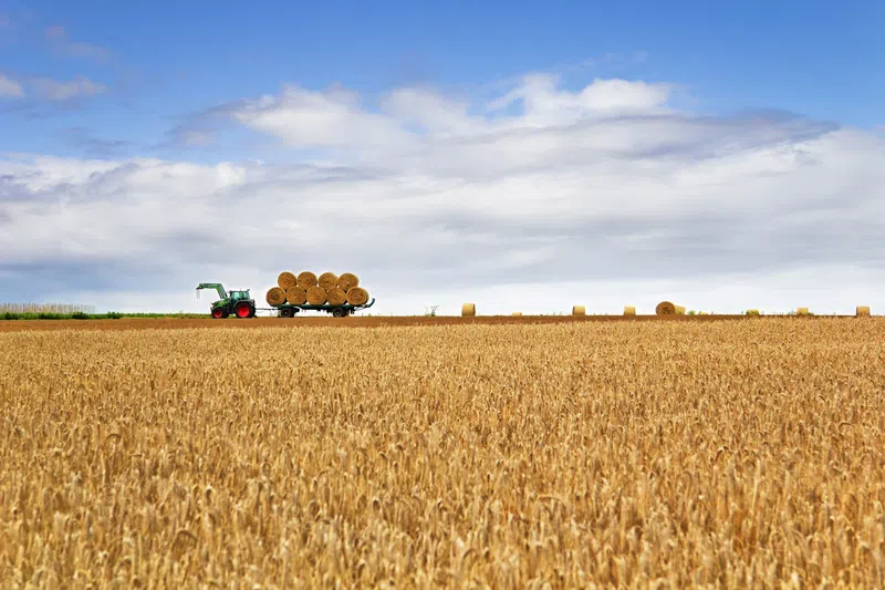 Alberta Crop Report: September 16, 2025
