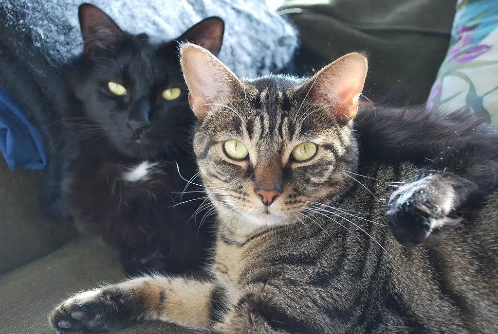 Is Your Cat Protecting You From Ghosts?