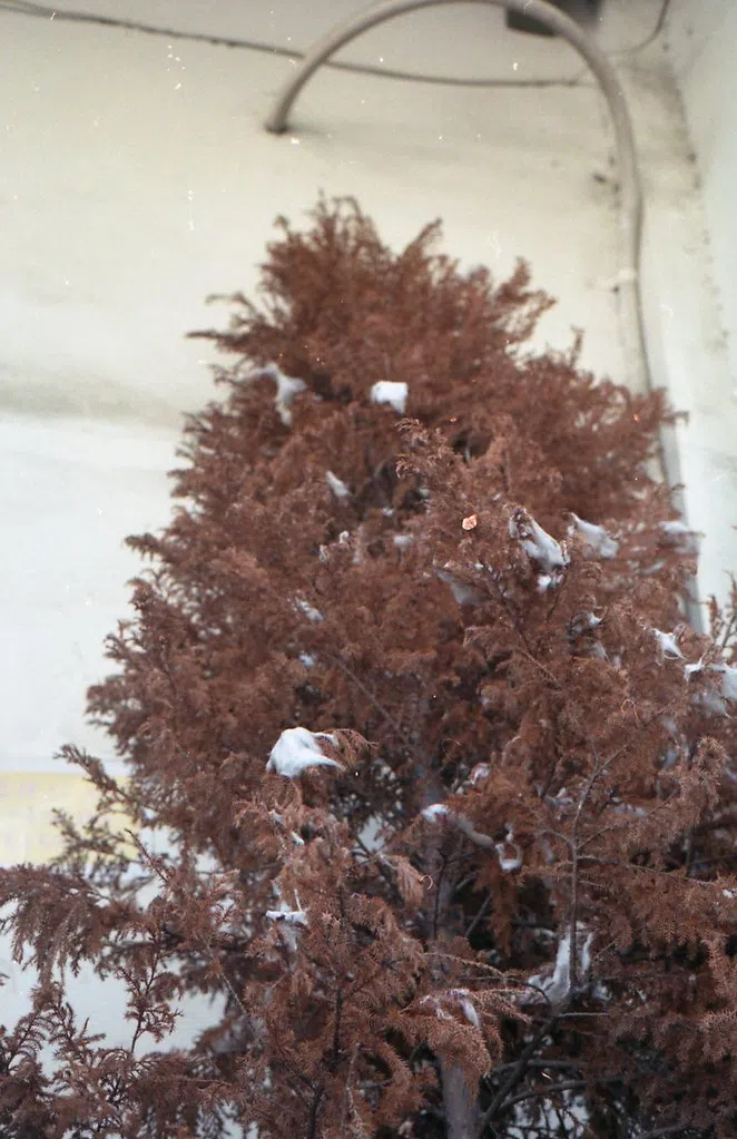 Why Your Christmas Tree Might Be a Ticking Tinsel Time Bomb