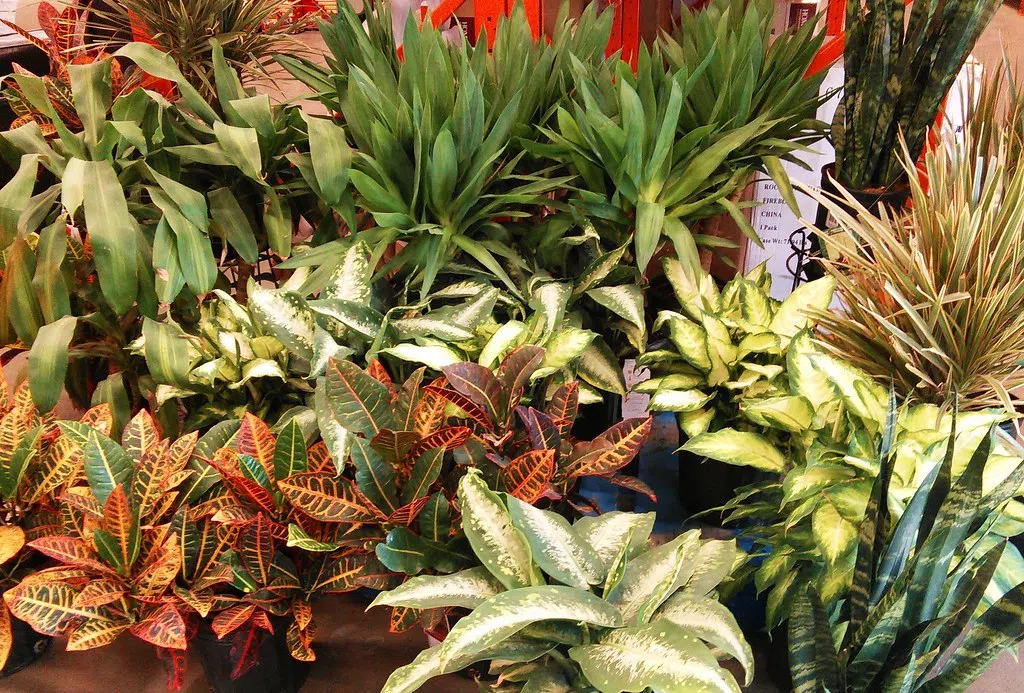 Groundbreaking 'Electric Soil' Could Supercharge Your Salad