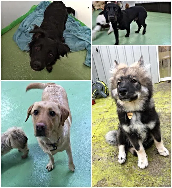 Paws for Thought: Dog Breeds That Might Have You Barking Up the Wrong Tree!