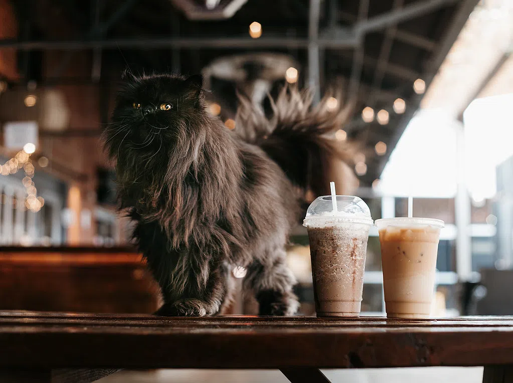 Paws and Latte: A Feline Affair at Meadow Lake Cat Café