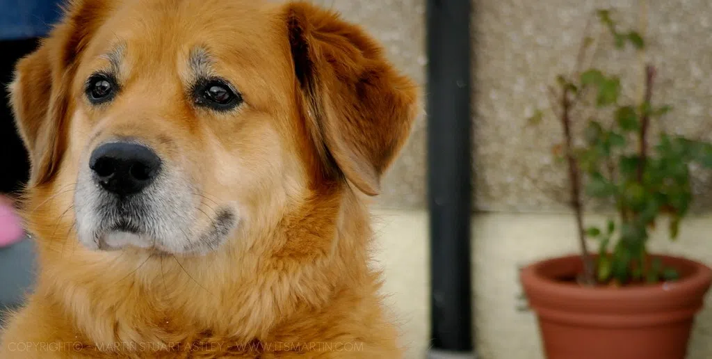 Pooch Playlists: The AI Soundtrack Soothing Man's Best Friend