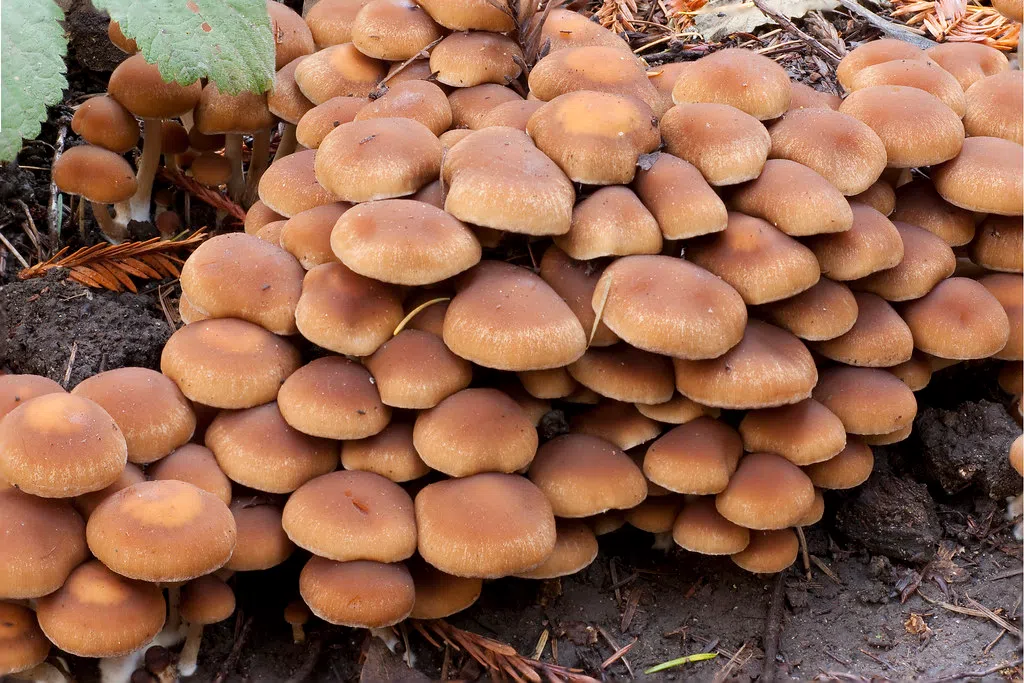 Bublé's Blunder: A Mushroom Mix-Up at NHL Presser