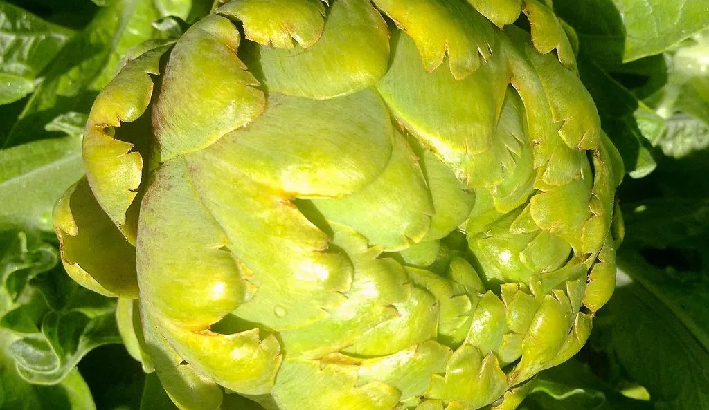 The Gut-Happy Aphrodisiacs You Need to Try