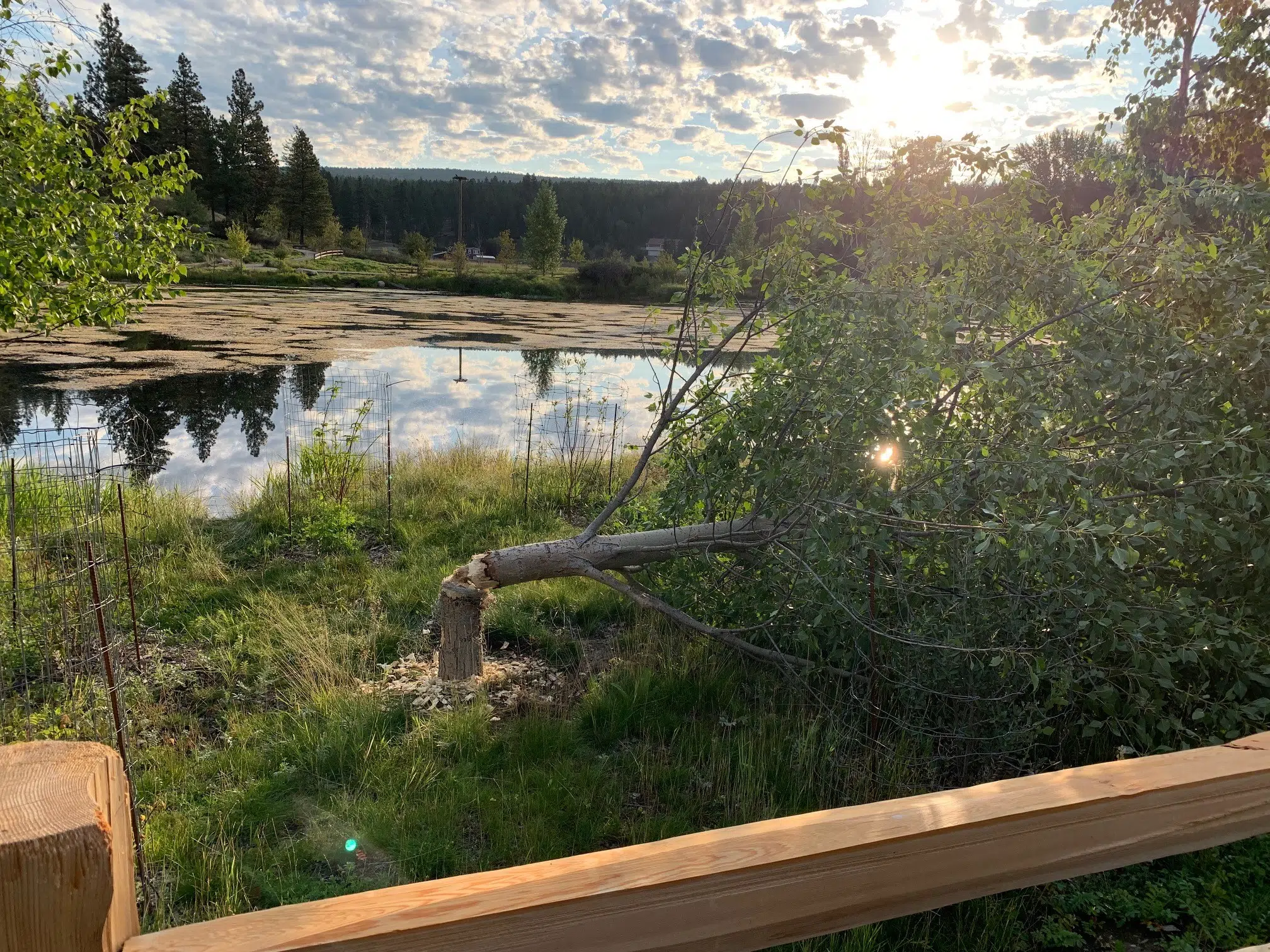 City of Cranbrook to relocate problematic beaver from Idlewild Park