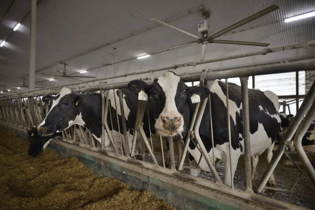Of the 500 cows about 200 individuals produce roughly 37 litres of milk daily | Mik Horvath/MBC