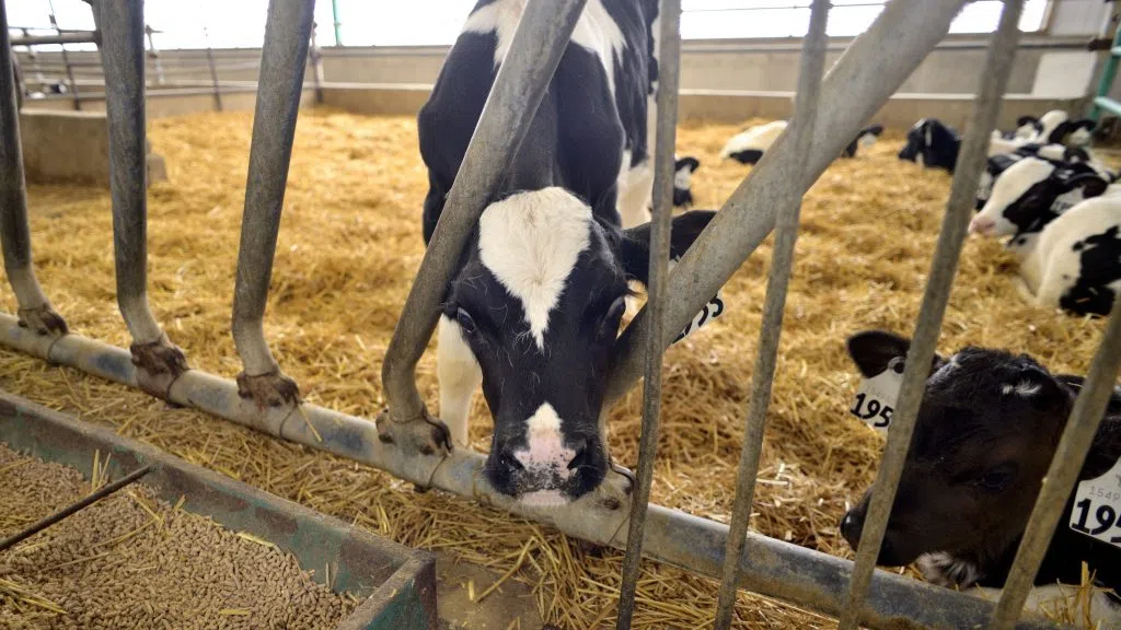 Field has enjoyed working with animals her entire life | Mik Horvath/MBC