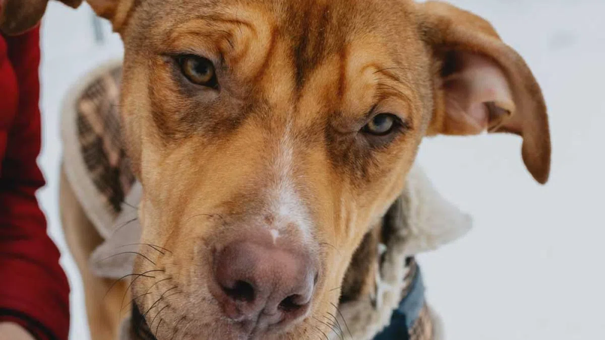 Ontario SPCA outlines best cold-weather practices for pet owners
