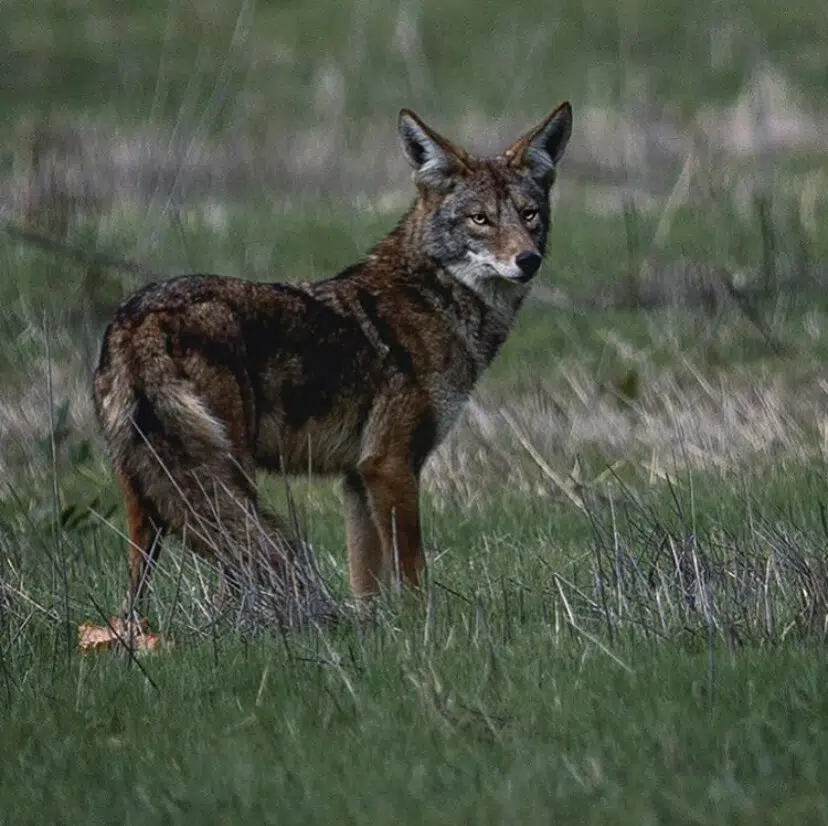 COMMUNITY SPOTLIGHT: Coyote Safety | NorfolkToday.ca