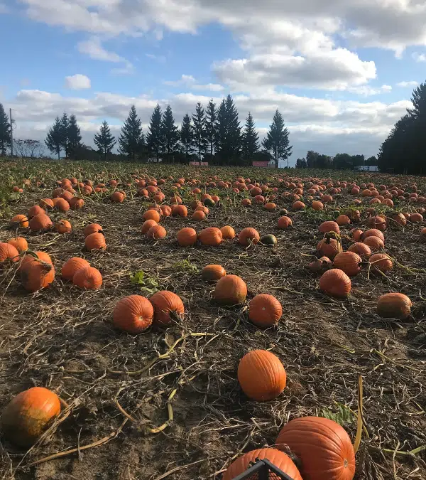 Seeds Of Success Gallant Farms and Presleys Pumpkin Patch