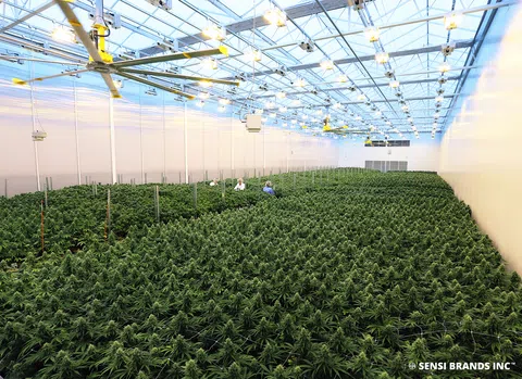 Sensi Brands expands into Norfolk County with major cannabis acquisition