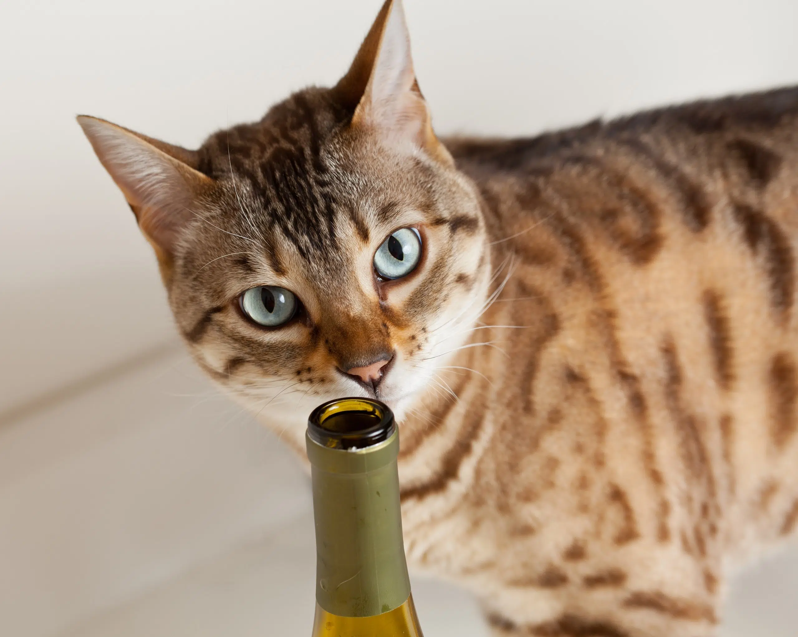 Colorado Company is Making Wine for Cats