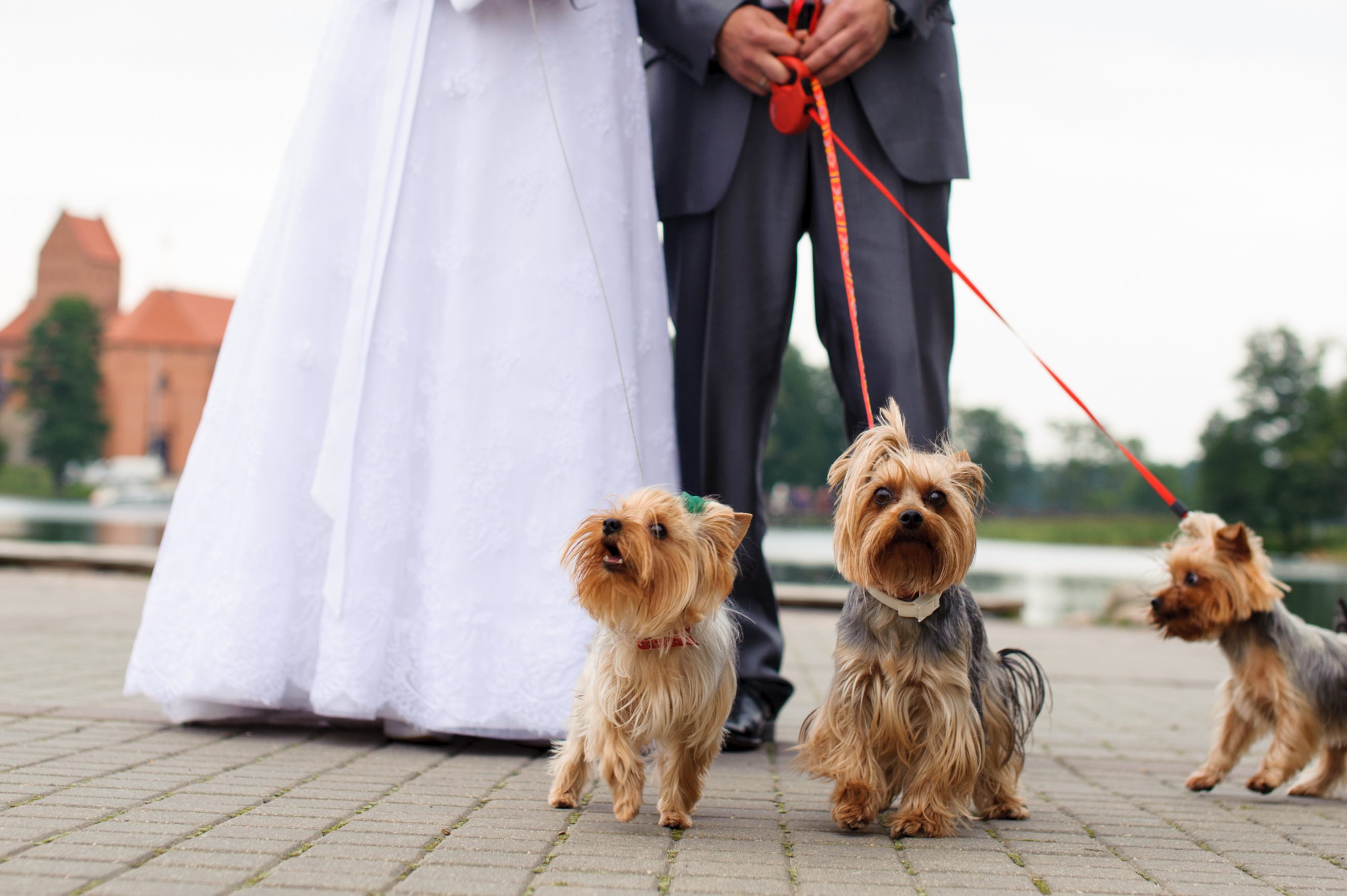 Unique wedding idea? Bring shelter dogs!