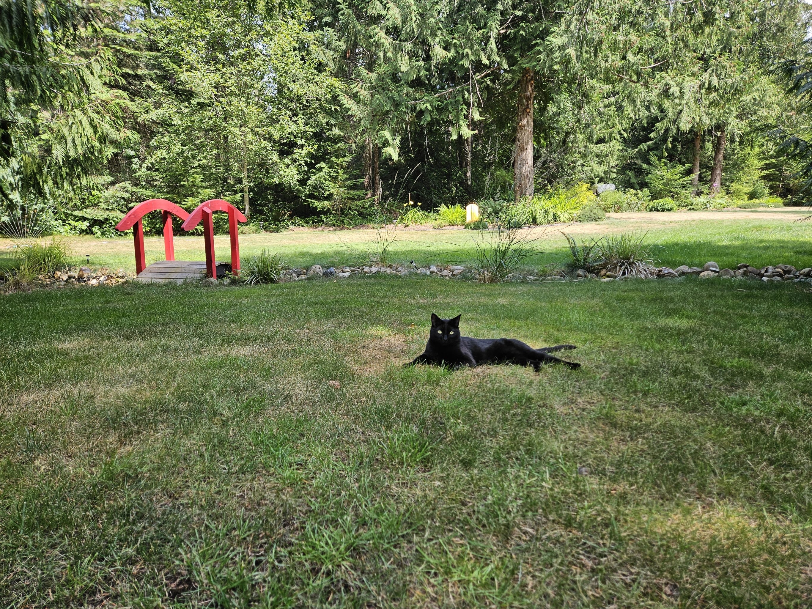 Black Cat Appreciation Day