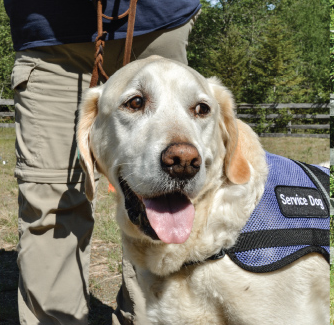 Four legged help for those that need it.