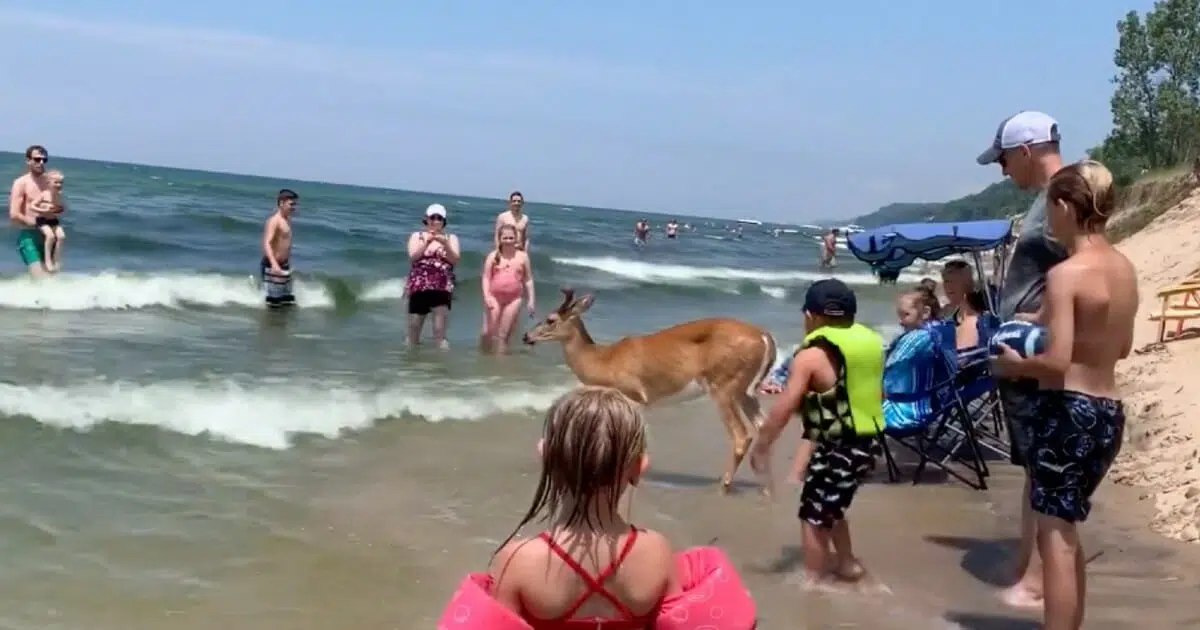 Bambi Chills At The Beach