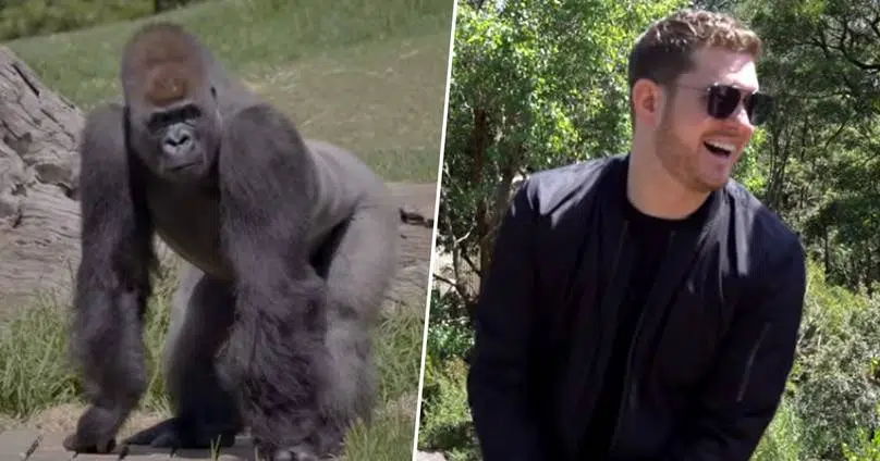 Some of Michael Buble's Biggest Fans Turn Out To Be Gorillas!