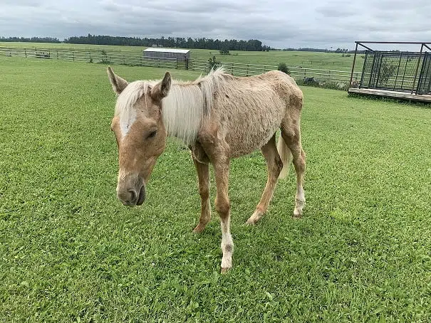 ALBERTA SPCA RESCUES SEVERELY MALNOURISHED HORSE FROM FARM IN RED DEER COUNTY
