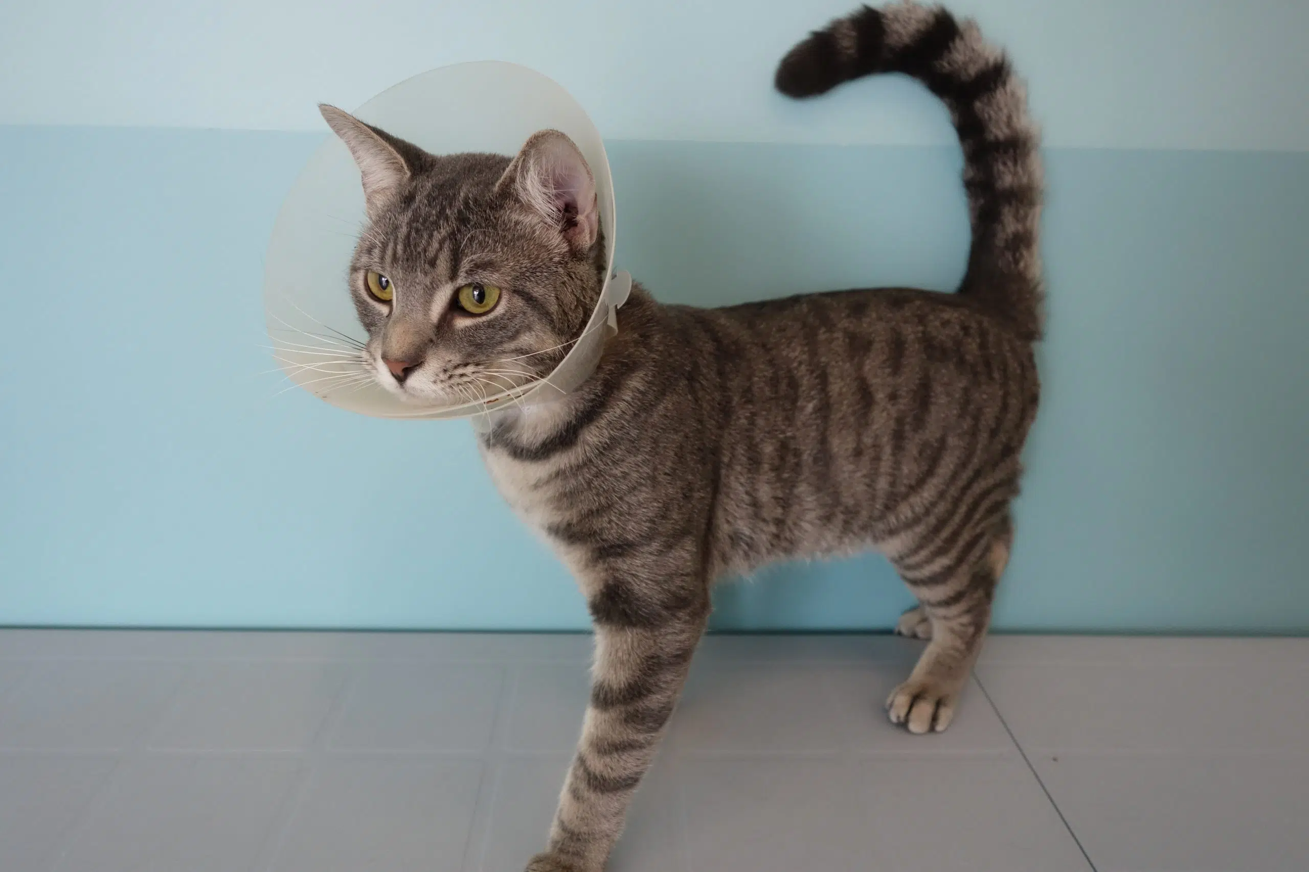 Humane Society looks to identify intentionally injured cat