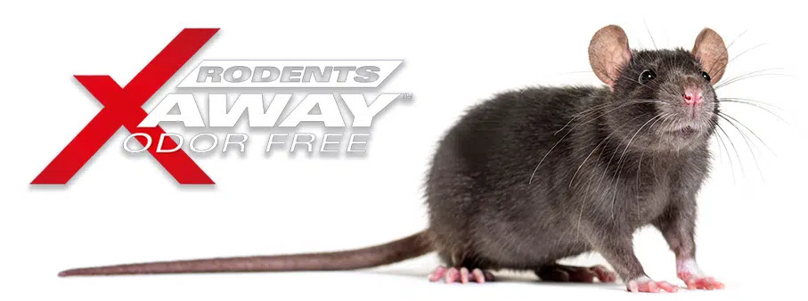 Rodents Away Contest