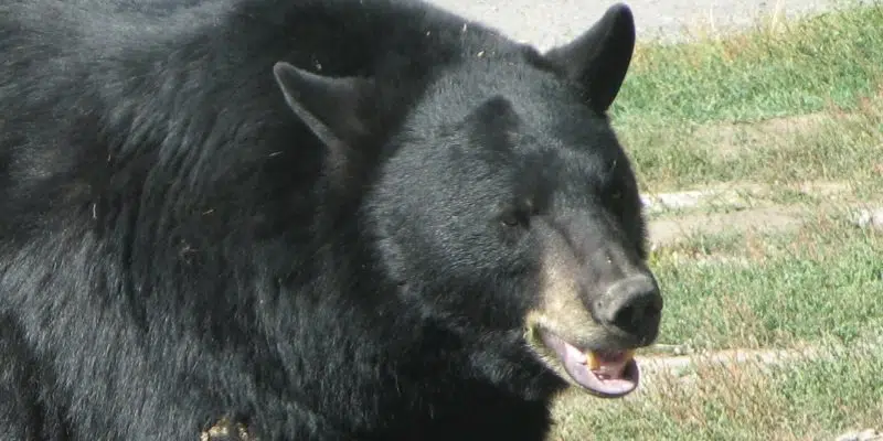 Black Bear Rifles Through Trash Cans in Corner Brook