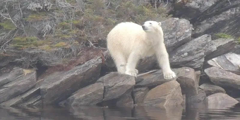 Polar Bear Warning Issued For Town Of Fleur De Lys