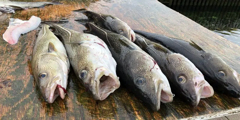 Commercial Cod Fishery Closed in Northern Gulf of St. Lawrence for One Year