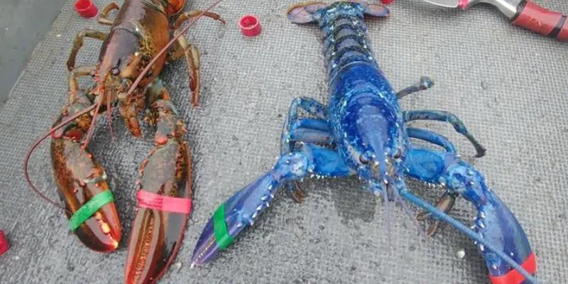 Blue Lobster Snagged Near Garnish