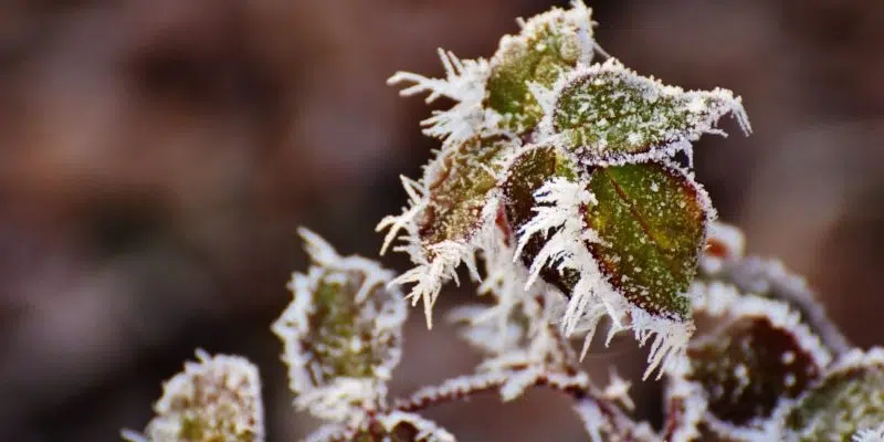 Frost Advisory Tonight For Parts Of Island Could Mean The End For Some Plants In The Garden