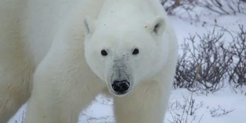 Polar Bears Spotted in St. Anthony Area 